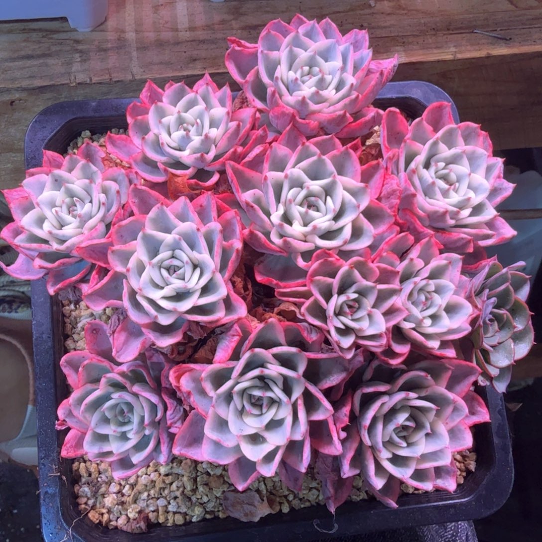 无花朵奶油黄桃锦 