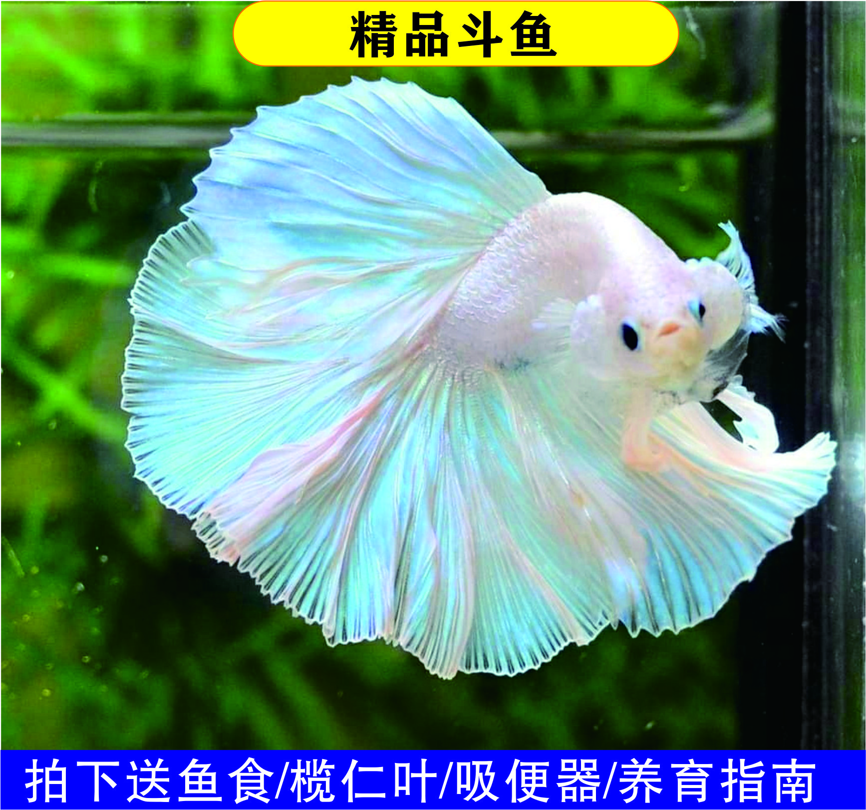 泰国斗鱼精挑繁殖组一对