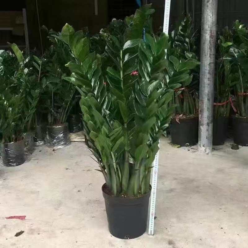 61 - 75公分金钱树盆栽客厅办公绿植净化空气四季常青