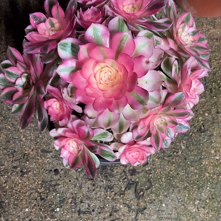 多肉植物倾城锦…………