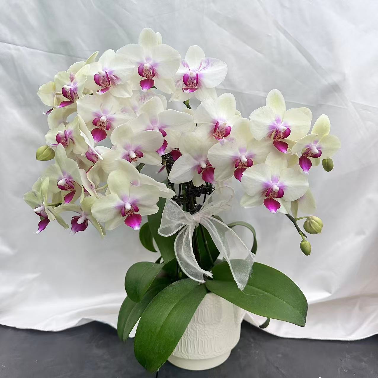 蝴蝶兰【布拉格】黄绿色系花花 花量巨多 好养耐养