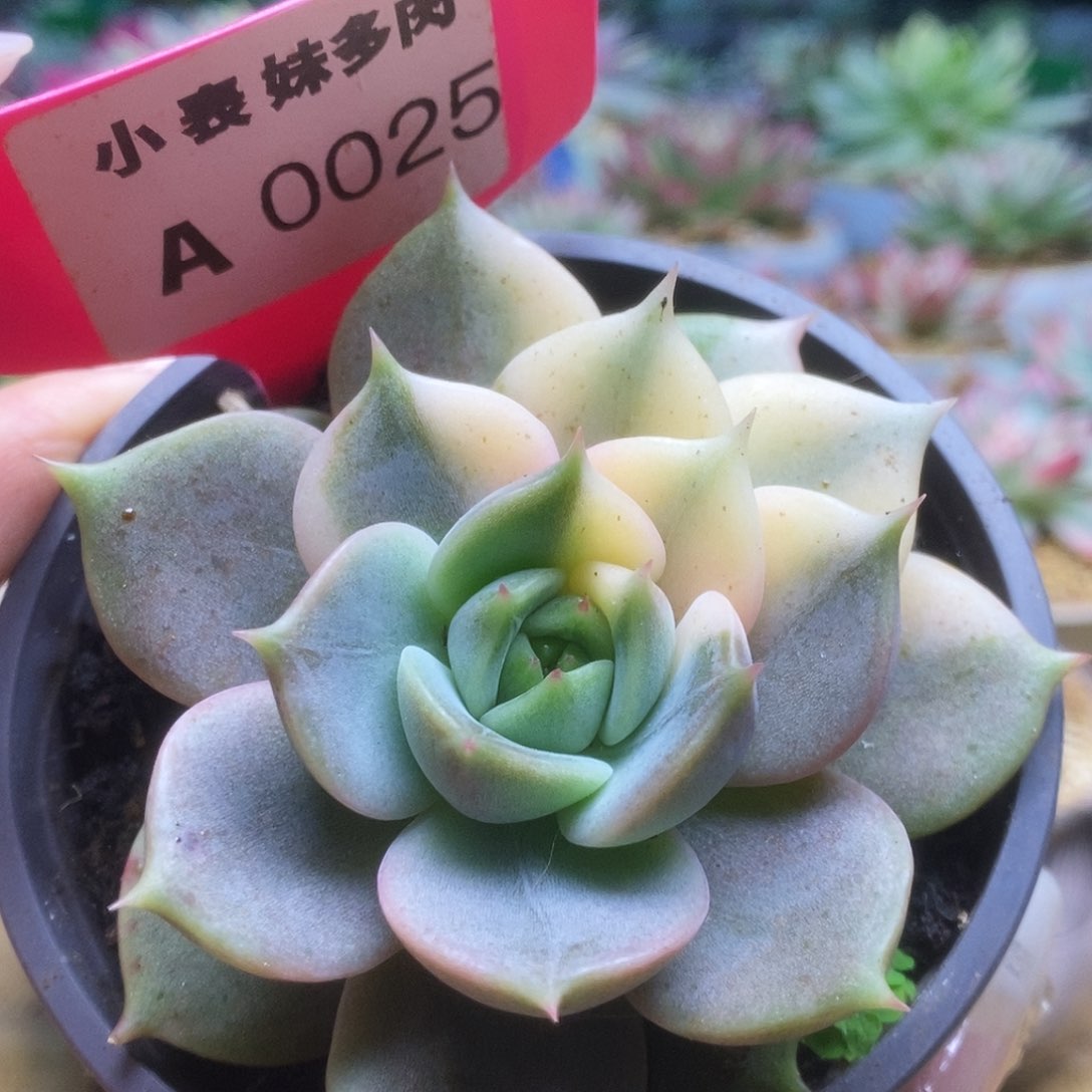 025贝加尔湖锦锦锦锦锦锦锦锦