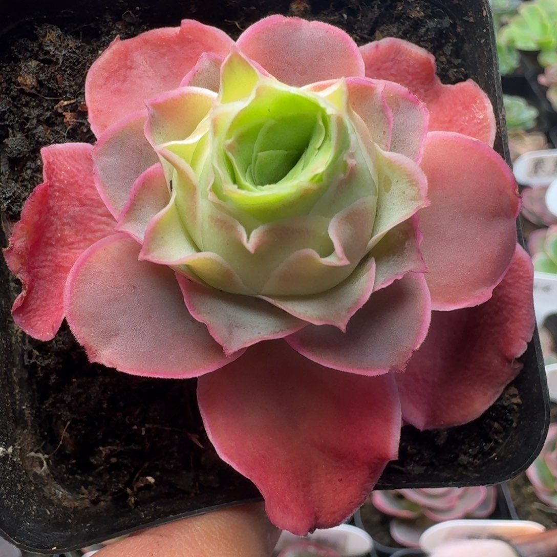 玲***珑楹楹山地玫瑰/283