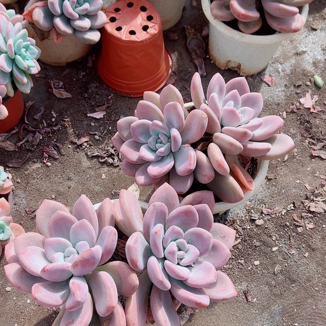 奥普琳娜双头起发精品特价