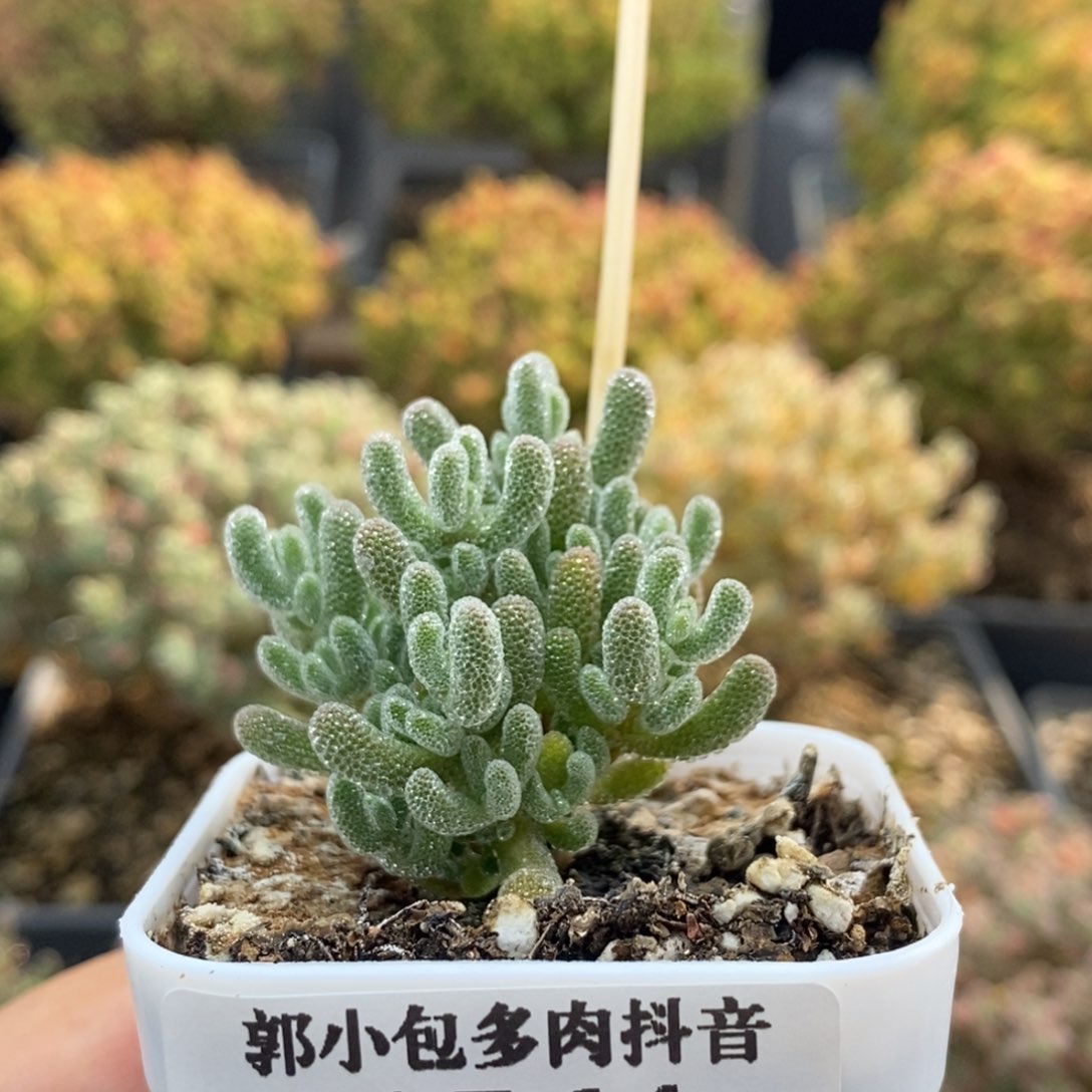 优选冰晶1564枝干番杏