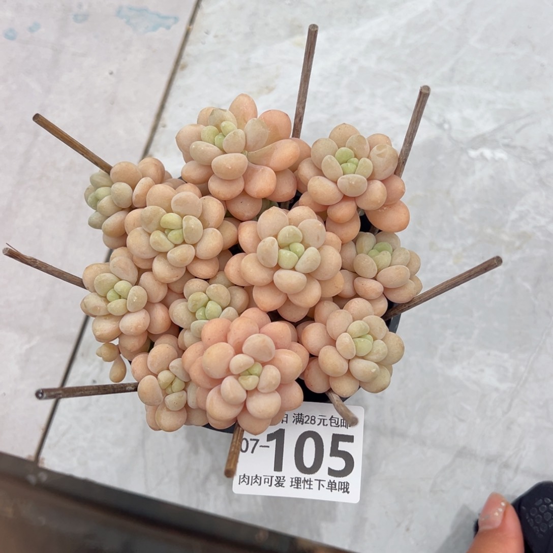 你****嘎洛可可多肉多肉多肉多肉