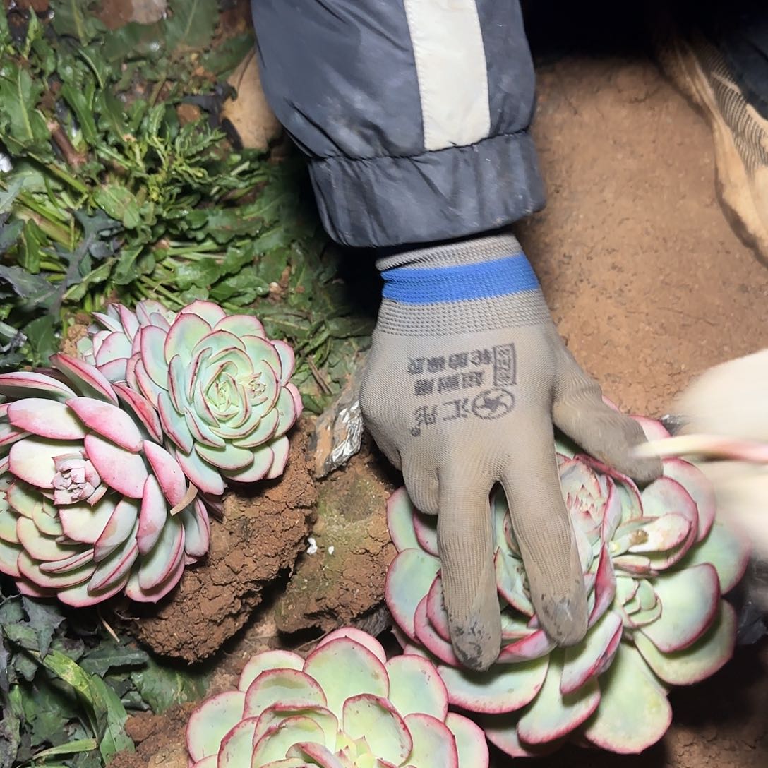 地栽牡丹亭多肉3棵