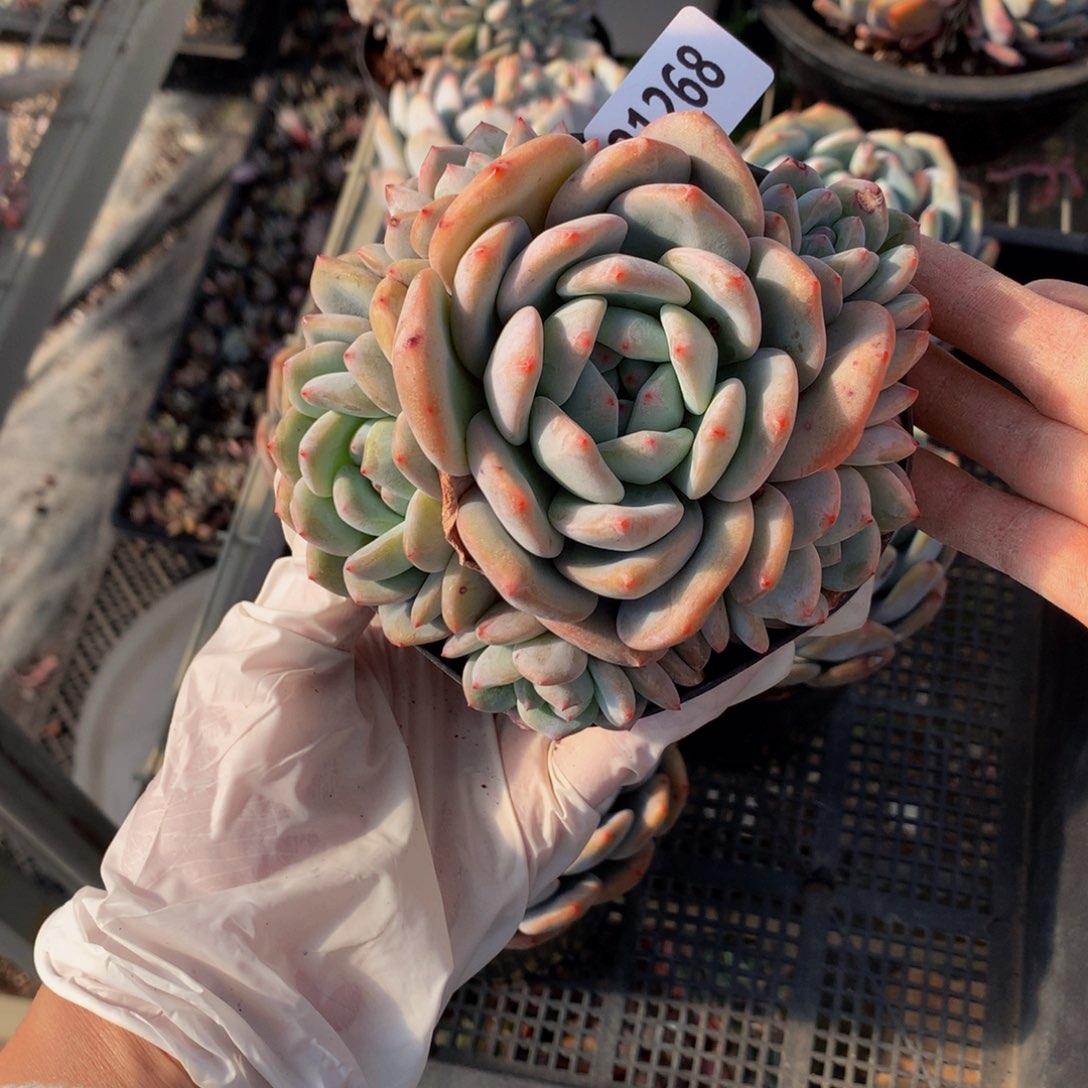 2268多头一个嗯嗯嗯嗯