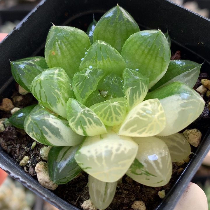 苏州玉露锦带盆土发货