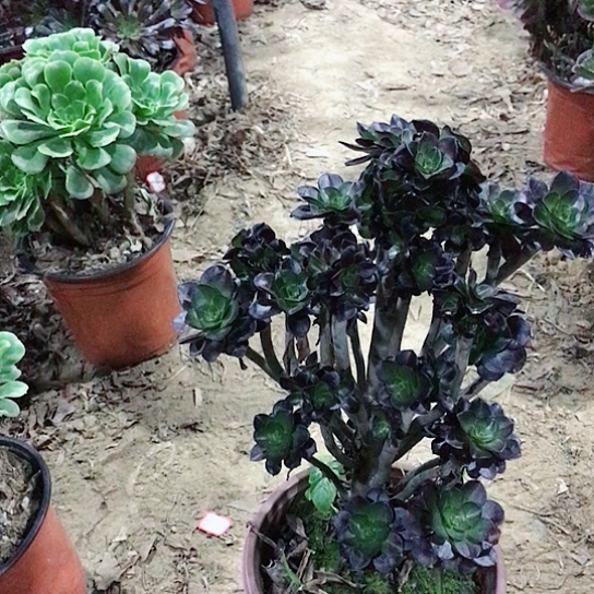 圆叶黑法小朵朵26