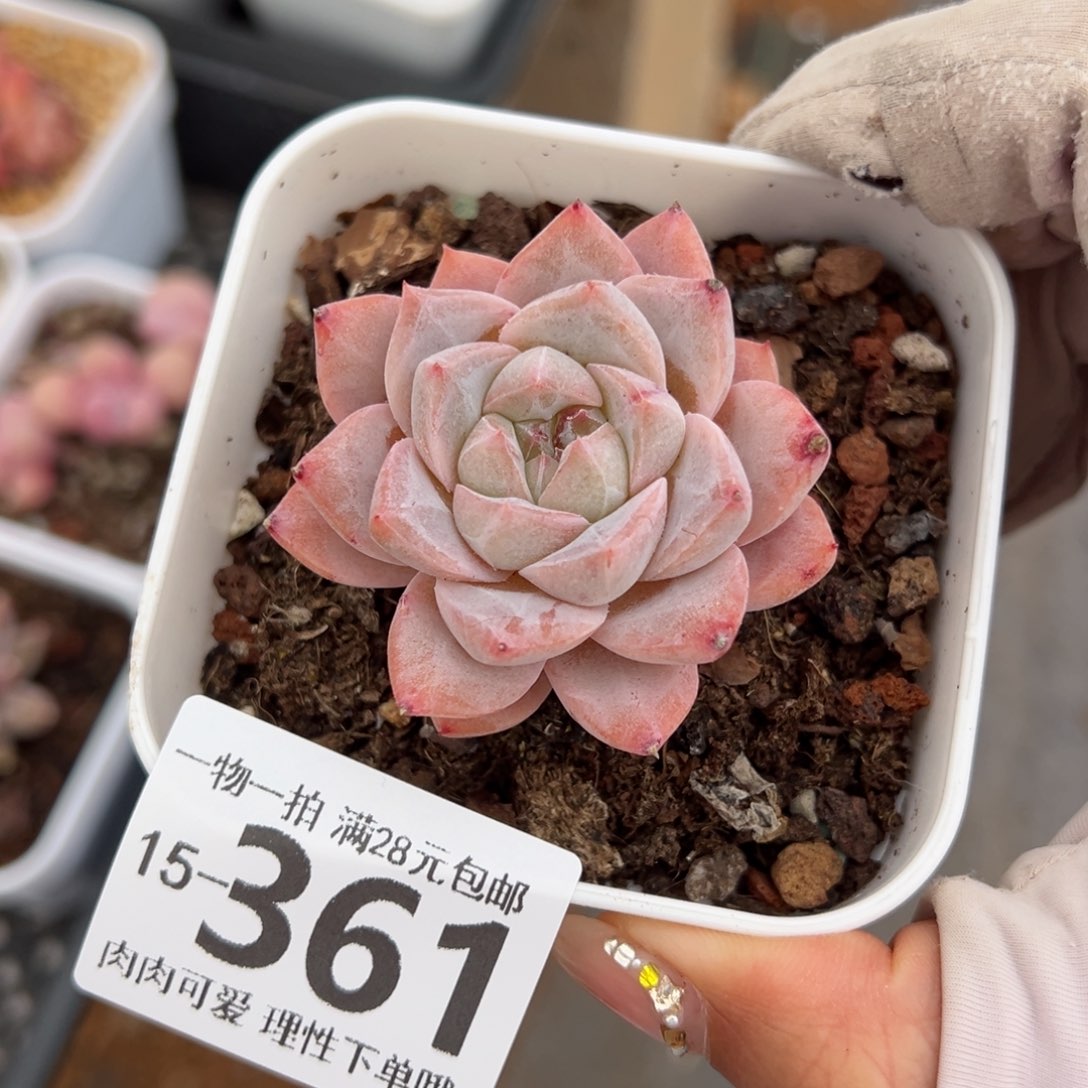 粉钻多肉多肉多肉多肉