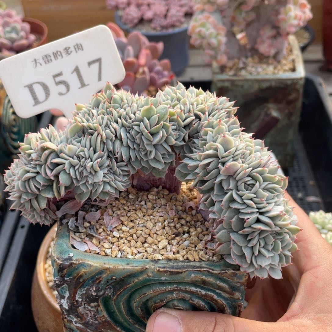 517雪域蓝光不带盆12厘米