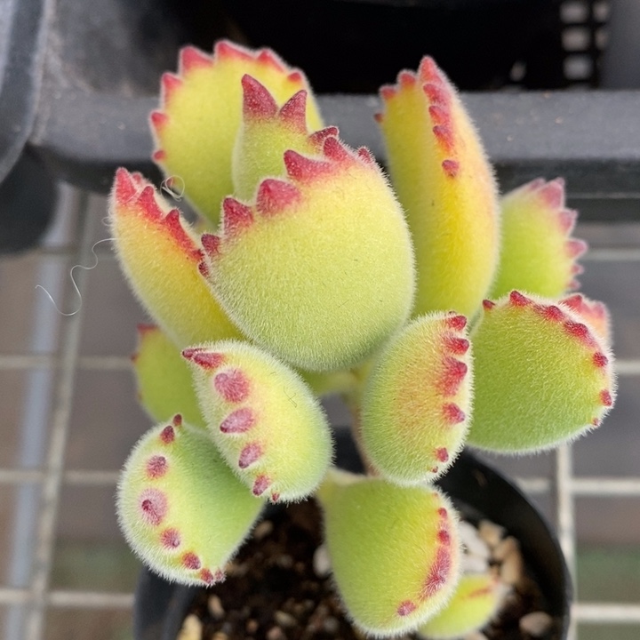 伯克利的故事也很精彩很