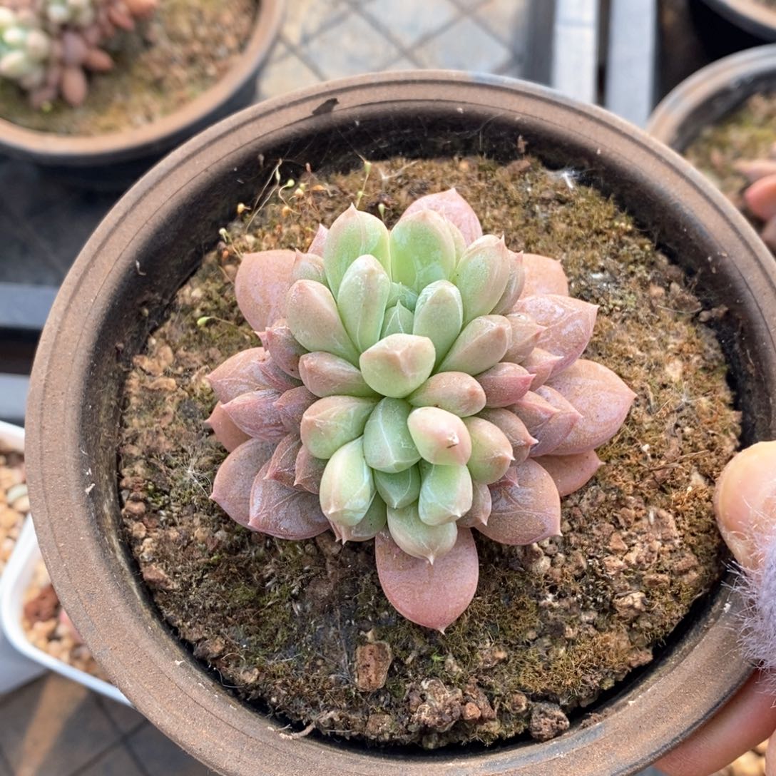 精品多肉一物拍不包整34