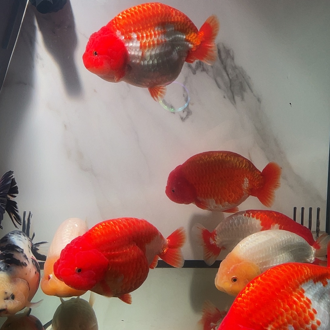 金鱼兰寿活体好养耐活