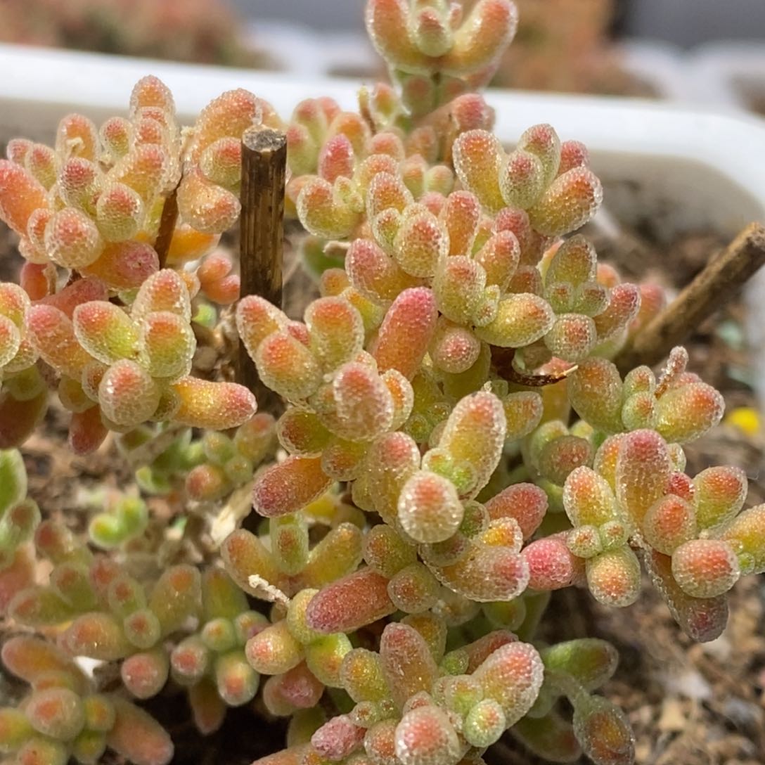 冰晶杂枝干番杏D204