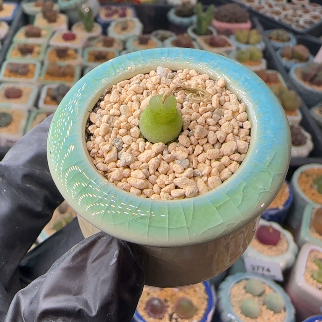 3830--一物一拍 带盆 园艺葫芦