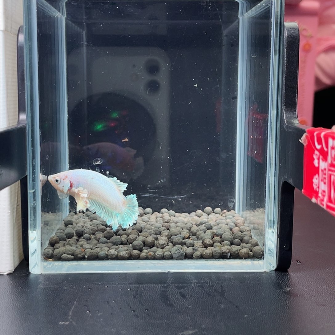 斗鱼32号97早绣球