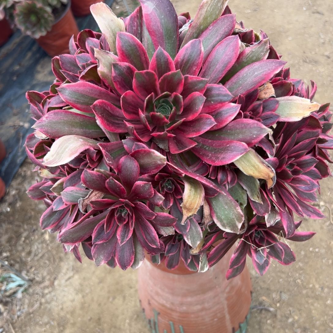 多肉植物浣纱老庄