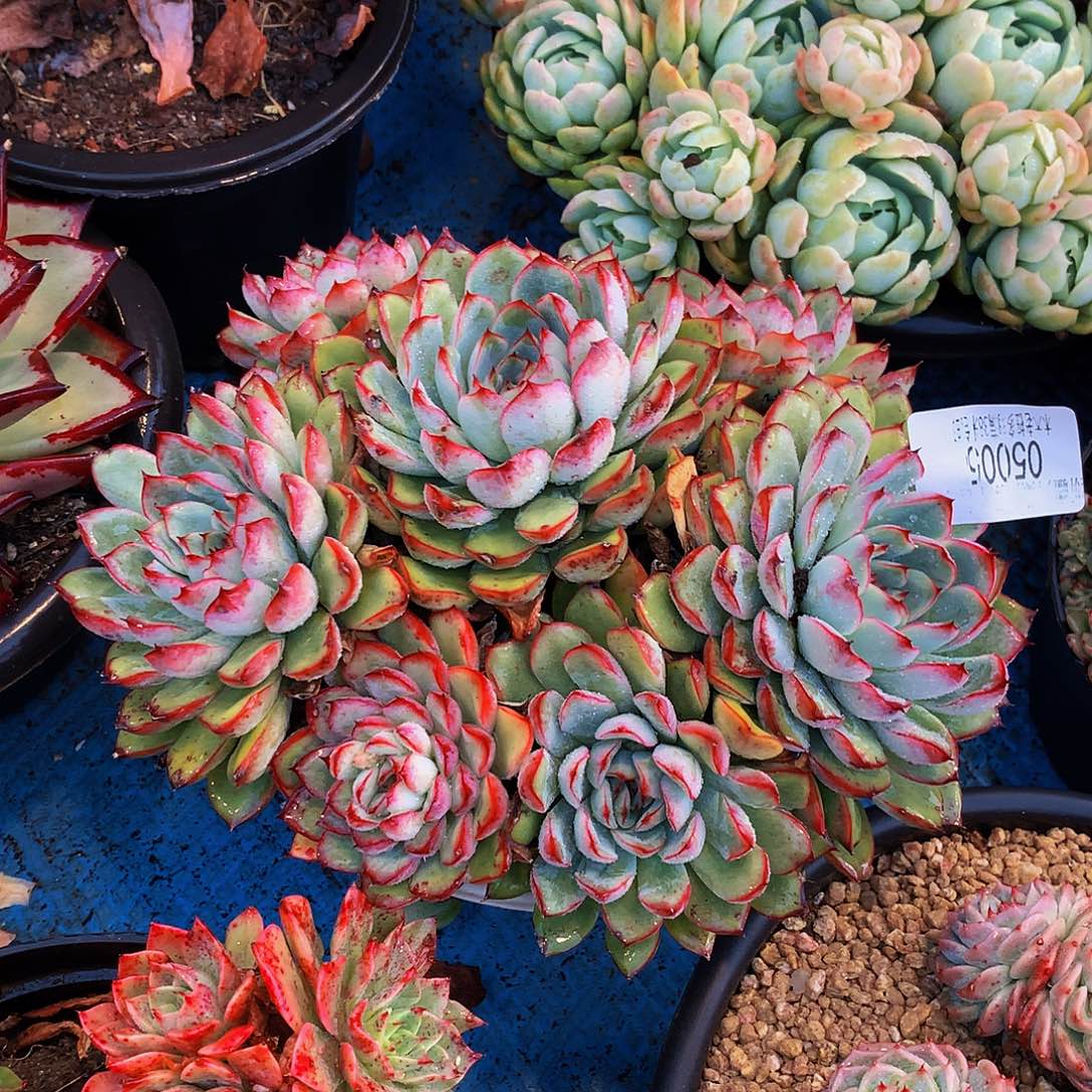 玉***心    荷花多肉05005