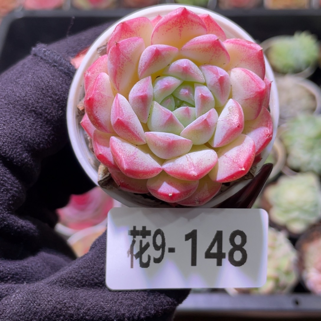 花利美9-148白桃汽水