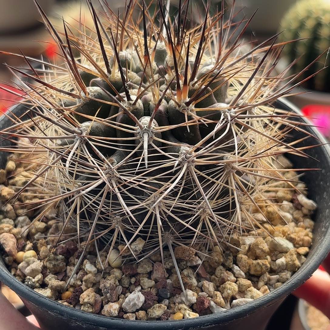 仙人球实生智利玉