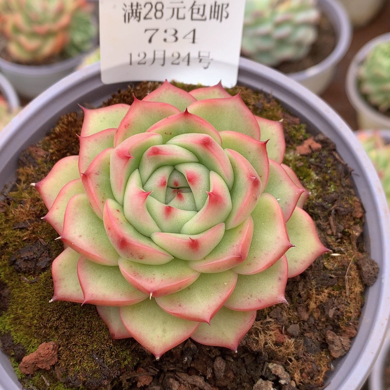 【闪购商品】云734