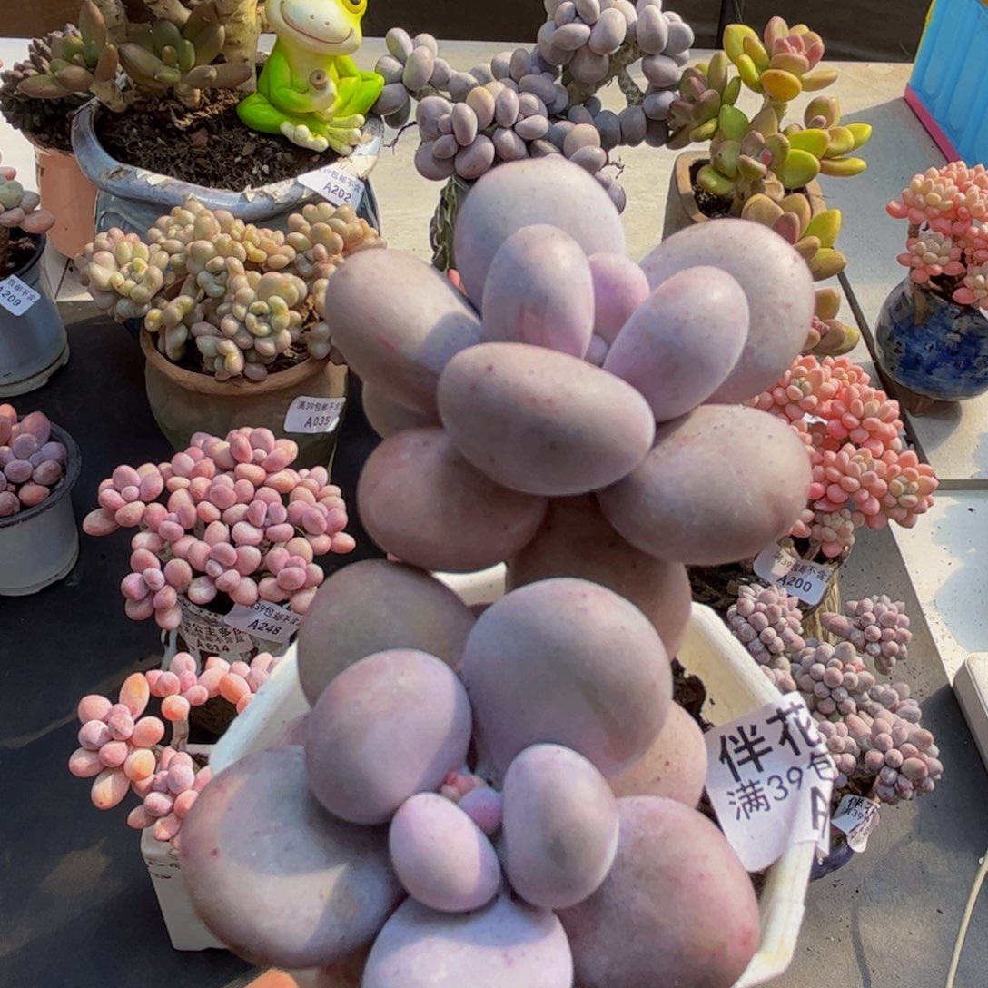 737/5cm水光针多肉植物