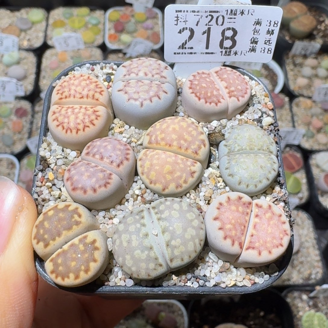 Sss清仓便宜了218