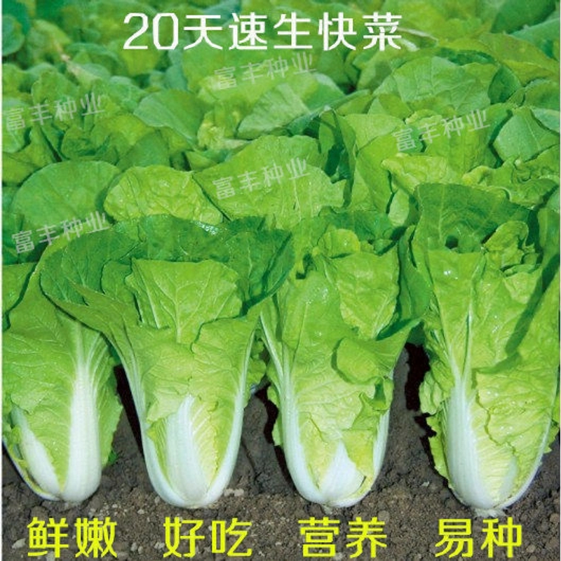 20天成熟四季速生抗病耐热耐湿小白菜种子快菜种子蔬菜种家庭简单