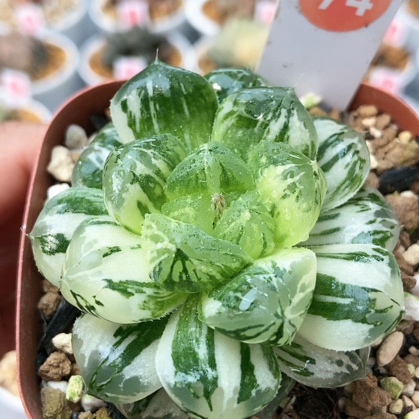 【闪购商品】玛琳74