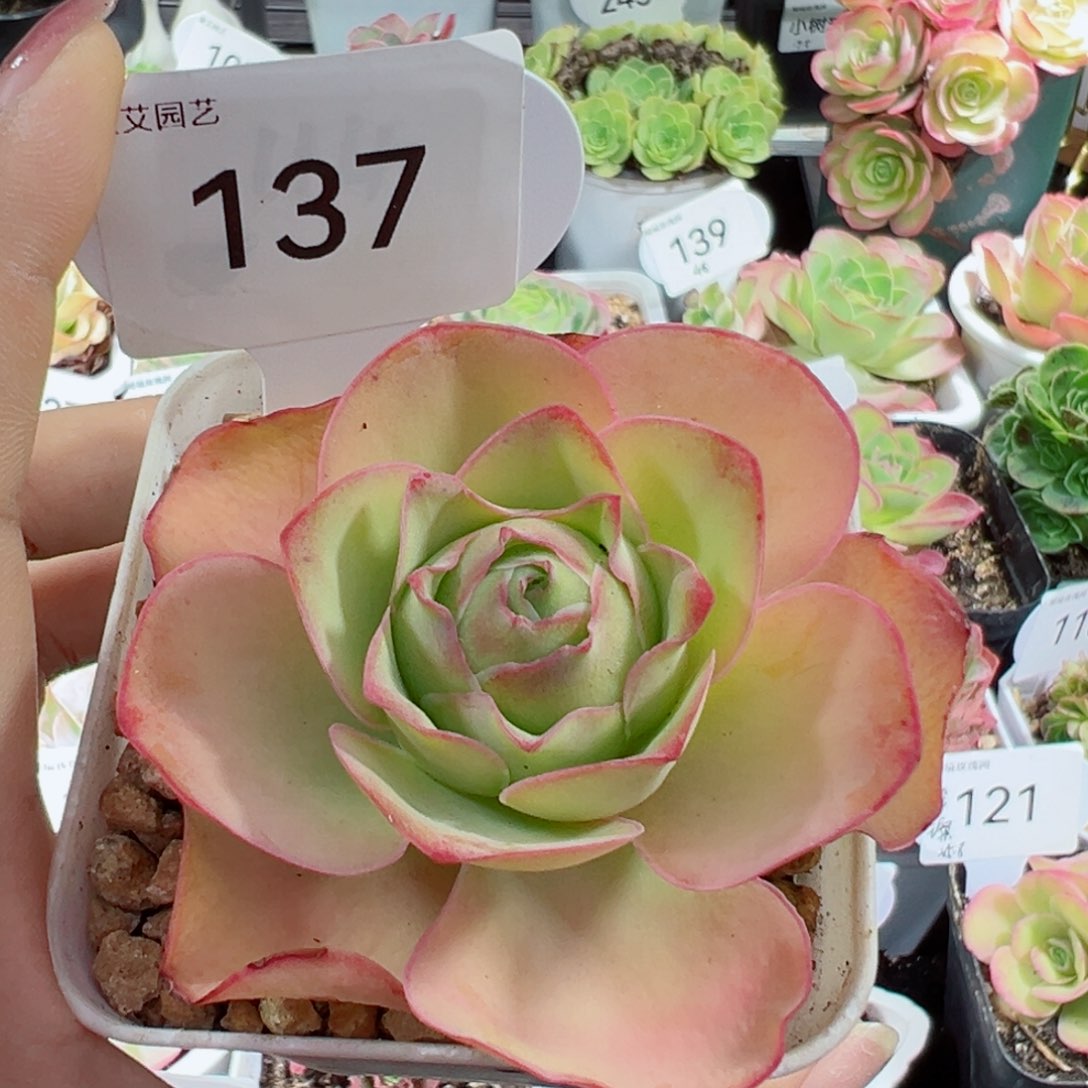 137嘉年华单棵。           