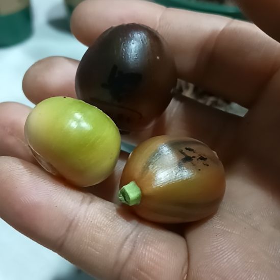 ️***️无花朵君子兰小苗君子兰小苗君