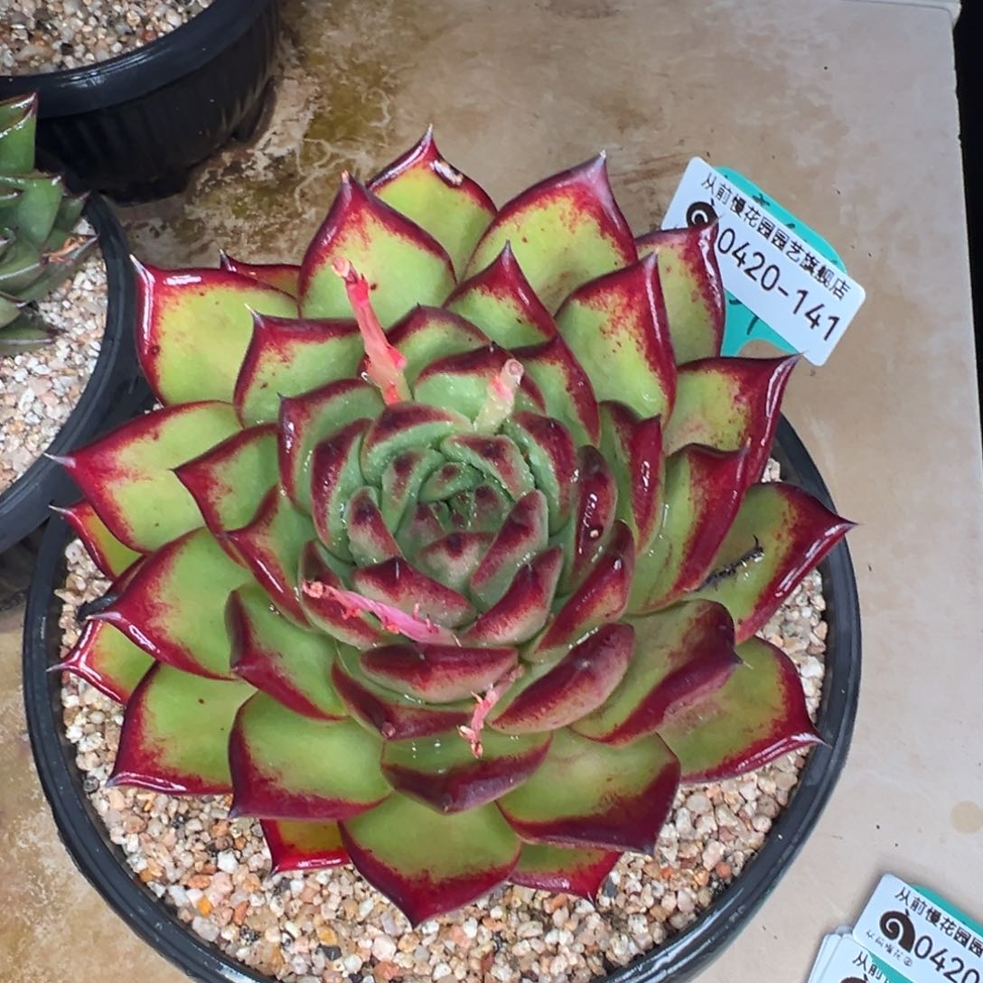 从前慢多肉精选编号0420.141