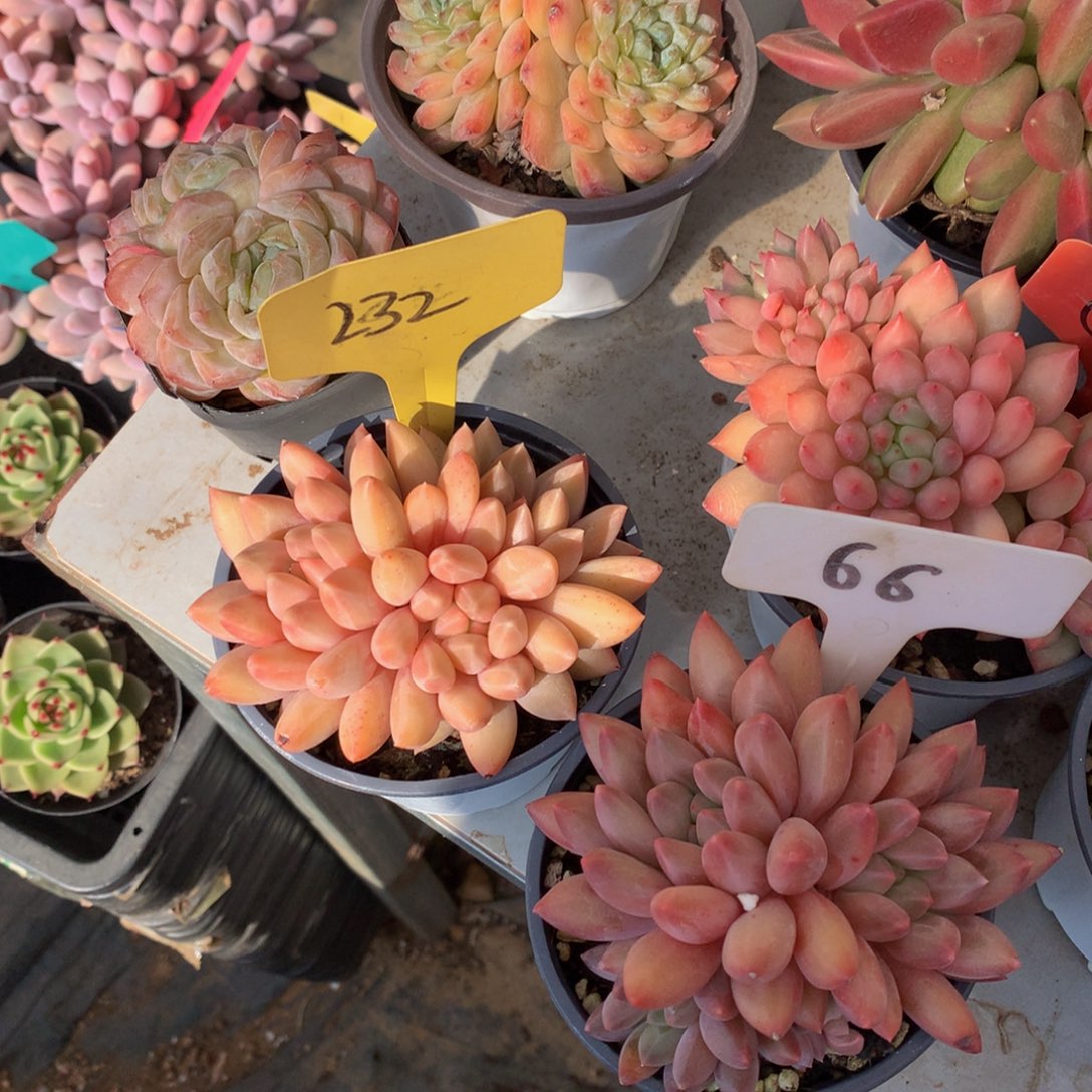 章***打两颗一起626262737272