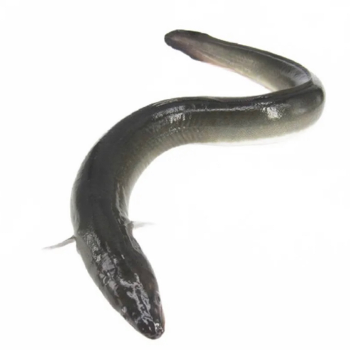 鳗鱼 白鳝 （多规格可选）