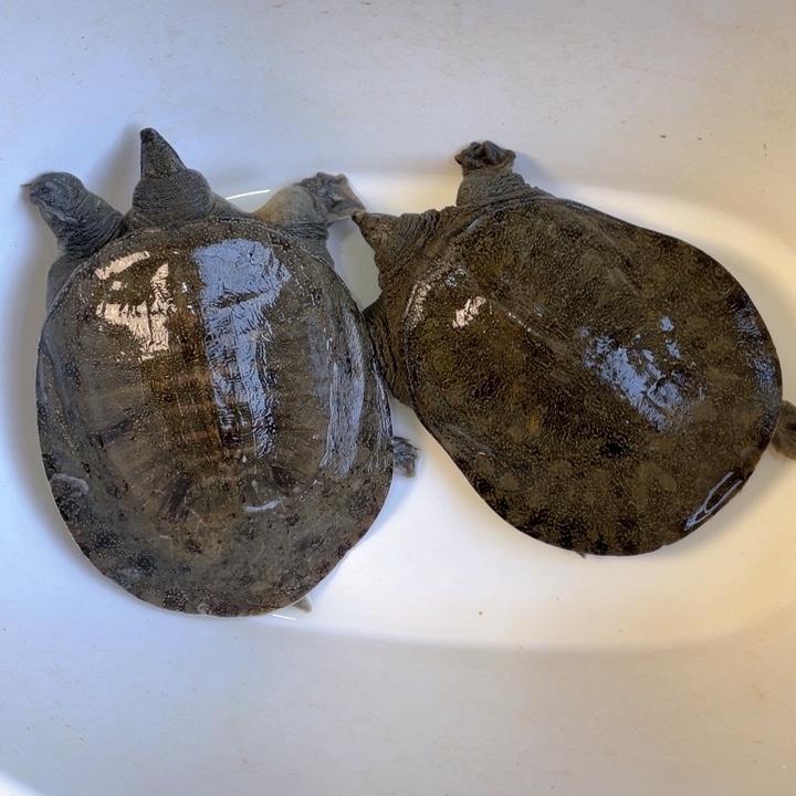 中国大陆视频开箱验货 死了包赔福利鱼不退化