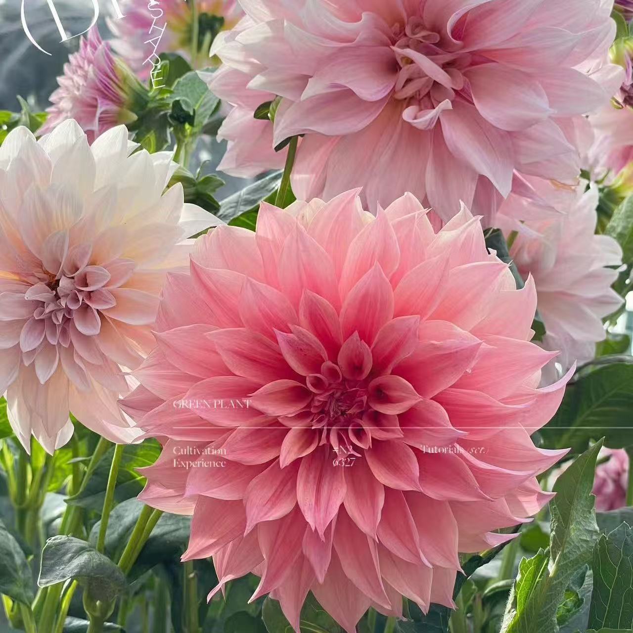 大丽花种球大丽花种球花园花卉大全