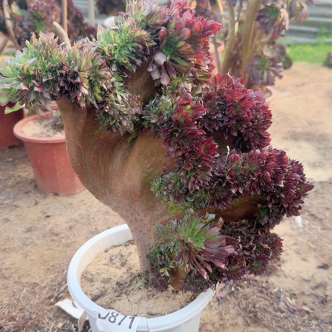 871黑法师一颗呀呀