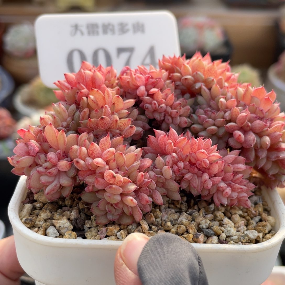 0074 白胖子缀化 8.5厘米