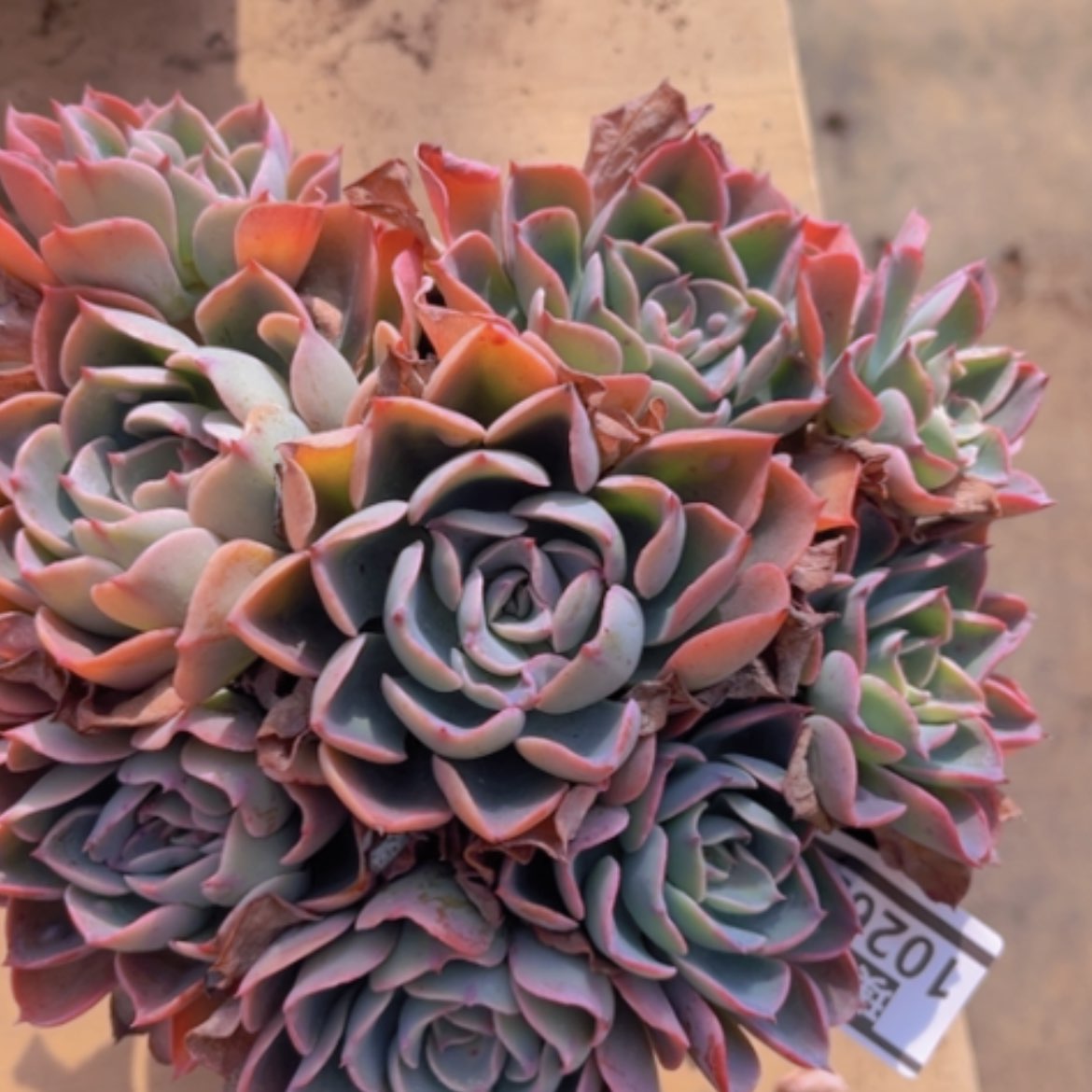 【闪购商品】雨滴10263