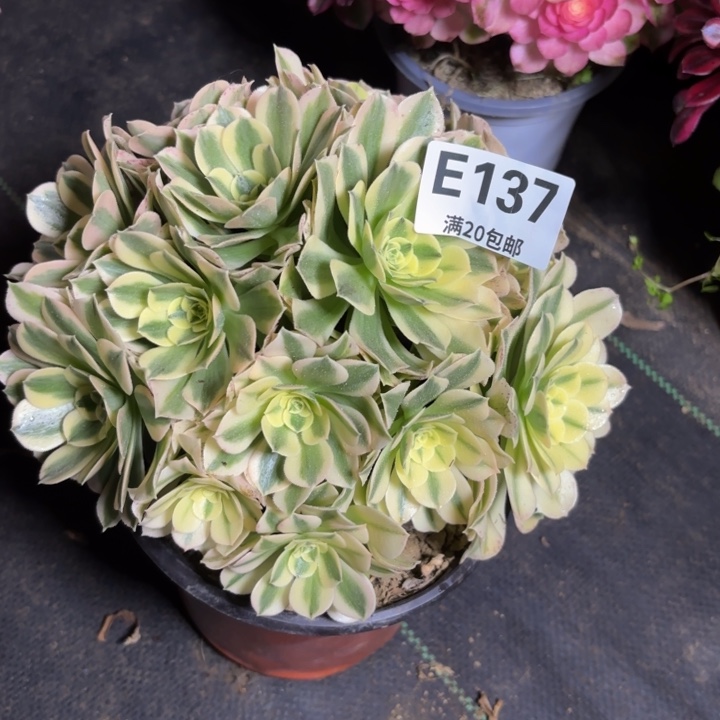 瑞妈多肉园艺137