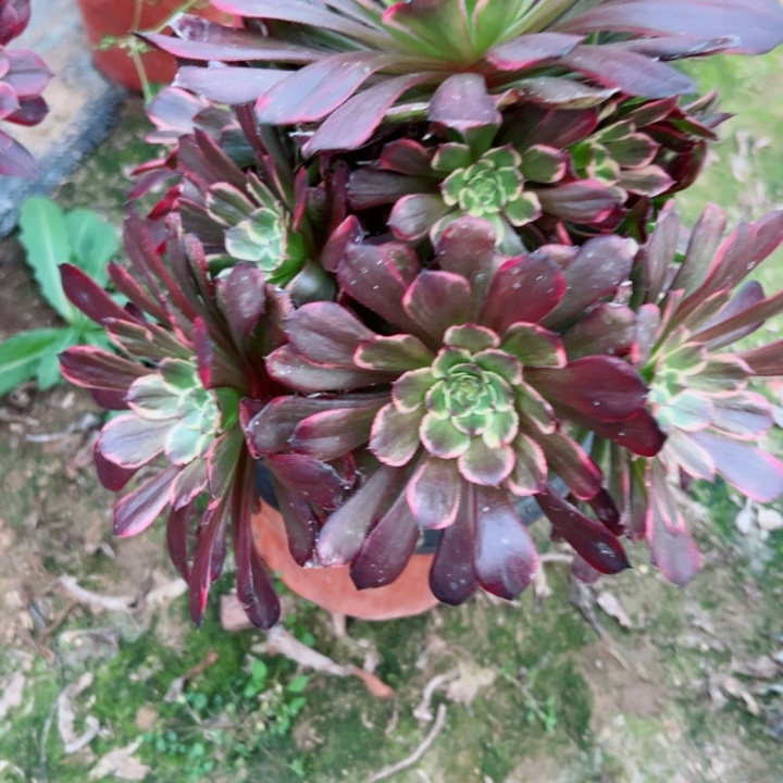 843黑金刚妖桩有掉头一个