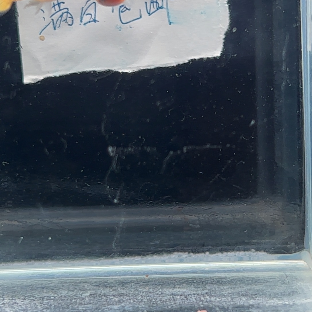 孔雀鱼黄金玻璃猫11111