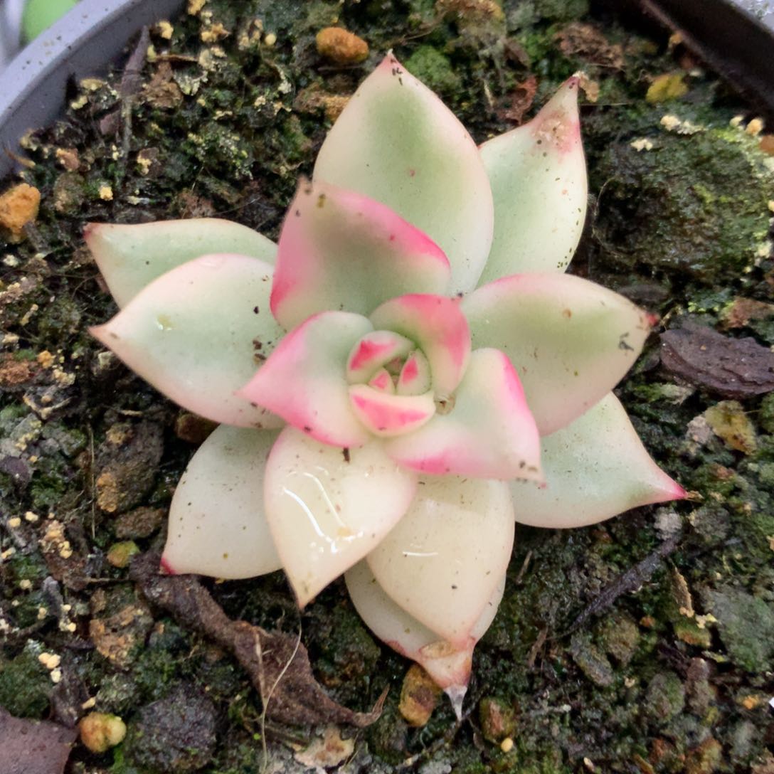 吉赛尔白覆轮锦哈哈哈