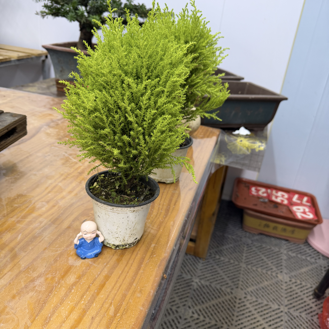 香松盆栽 四季常青带柠檬香室内办公绿植 总高度33-36