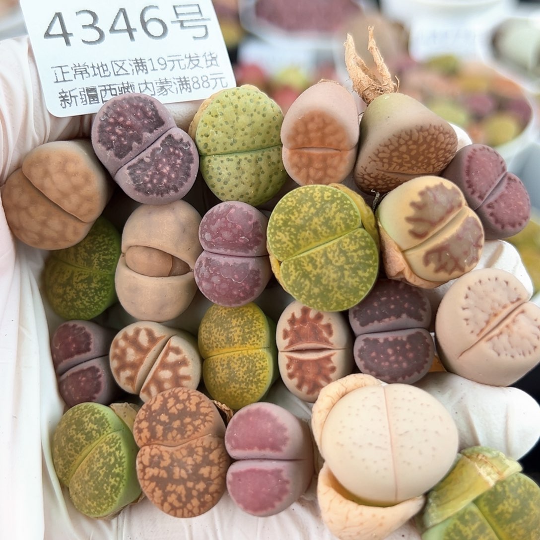 好养易活生石花大母本4346共22个清框下播福利