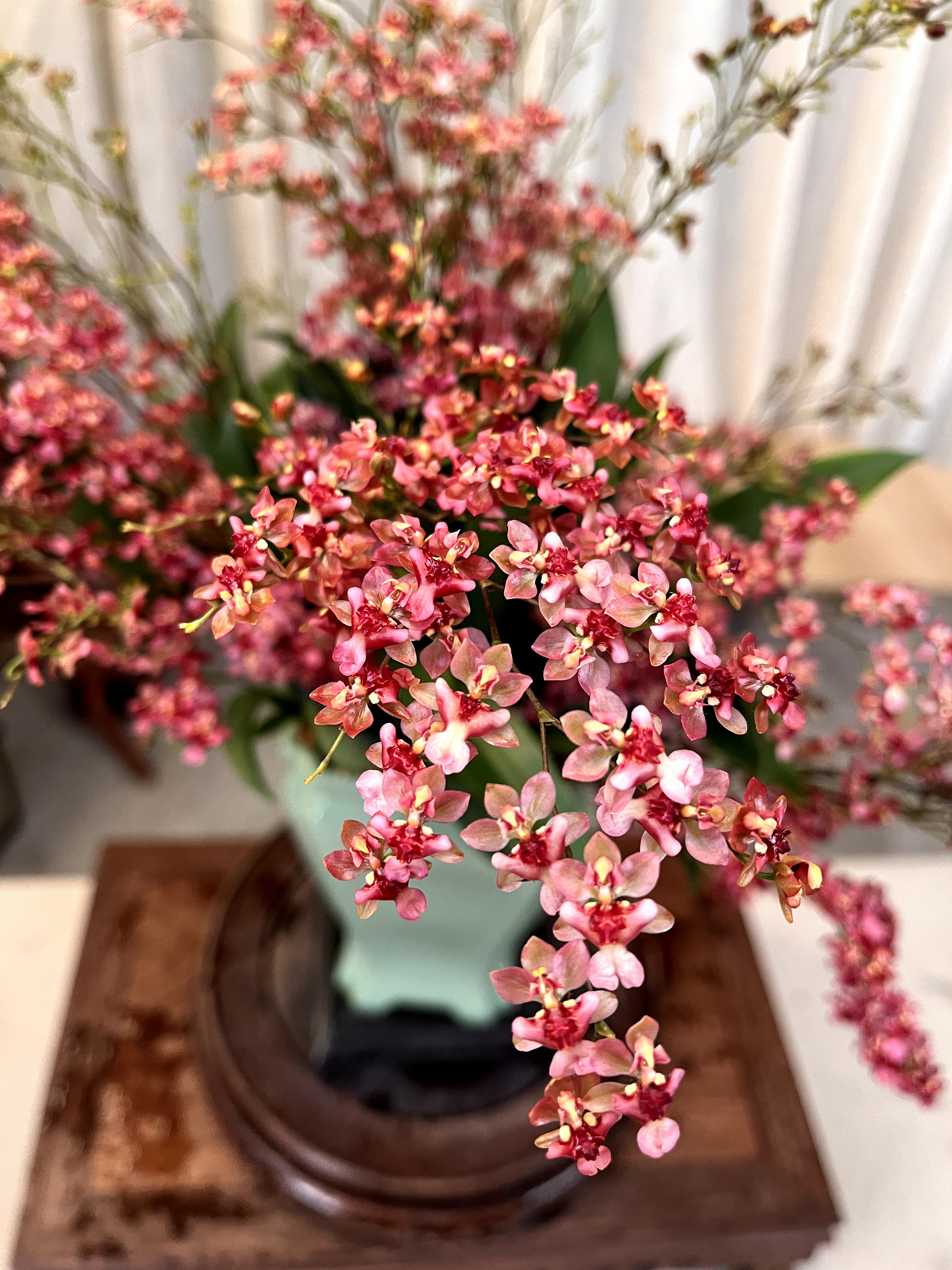 红色梦香兰-适合室内室外养护-花香浓郁好养