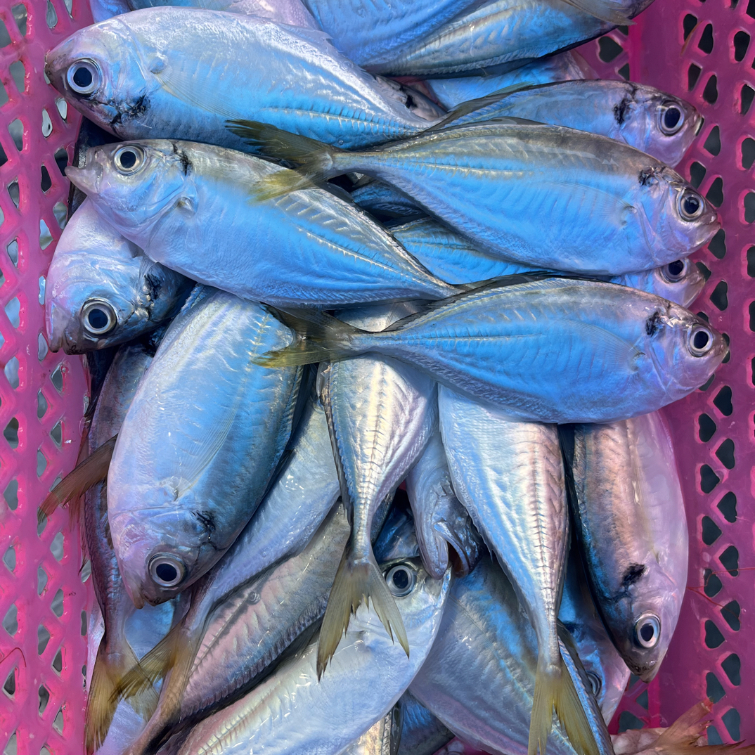 湛江新鲜结尾鱼，五斤顺丰包邮