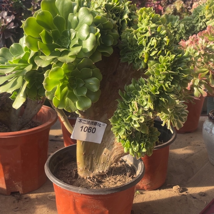 1060，绿羊绒缀瑕疵